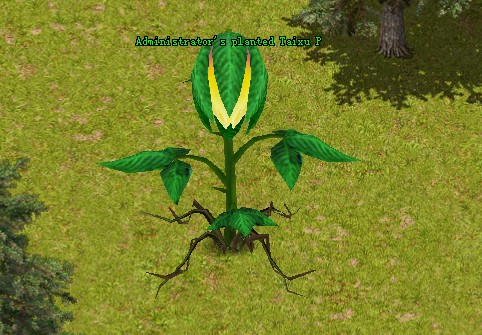 Prajna Tree Seed